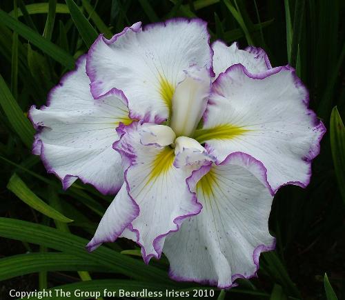 Frilled Enchantment